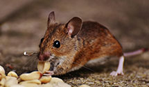 24 Hour & Emergency Exterminators in Wesleyville, PA